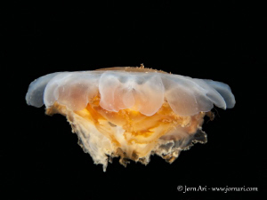 Lion's mane jellyfish (Cyanea capillata) by Jorn Ari 